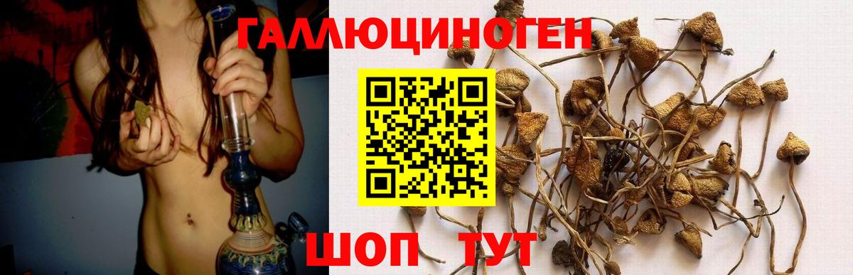 Псилоцибиновые грибы Psilocybe Красноуфимск